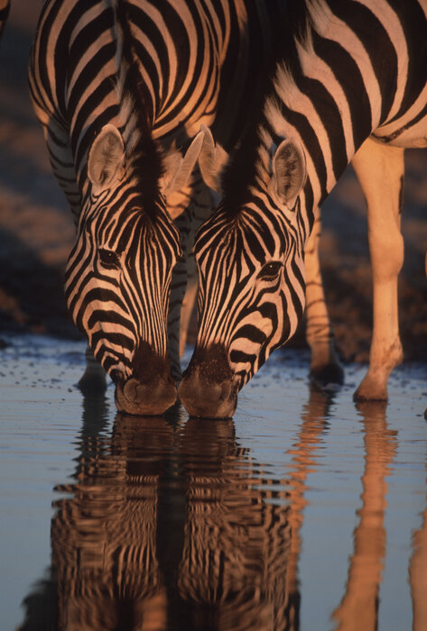 Foto: Martin Harvey / WWF