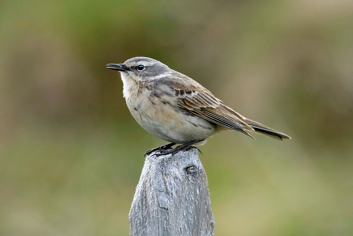 Foto Ruedi Aeschlimann