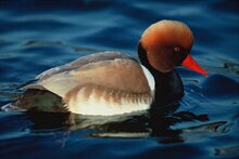 foto Francesco Maggi