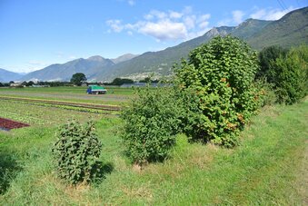 foto Maggi/WWF foto Maggi/WWF