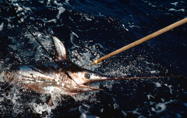 Foto: James W. Latourette/WWF