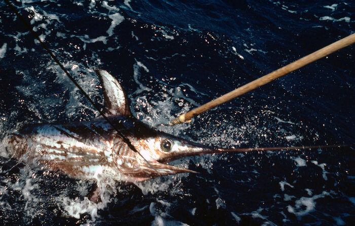 Foto: James W. Latourette/WWF