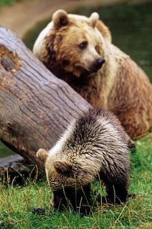 © David Lawson / WWF-UK