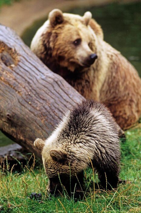 Foto: © David Lawson / WWF-UK