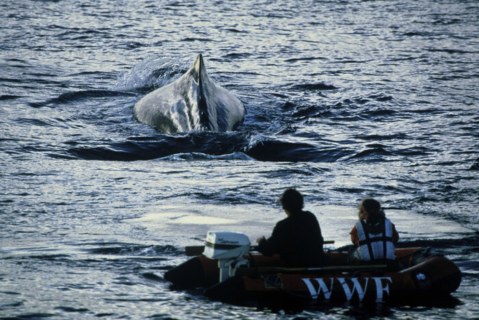 © Morten Lindhard / WWF