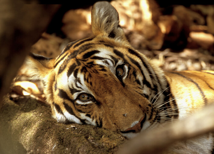 © R.Isotti, A.Cambone/Homo Ambiens/WWF