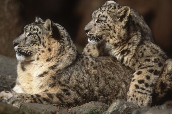 Foto: © Martin Harvey / WWF