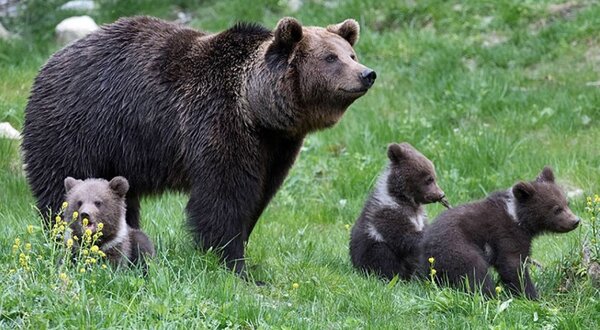 Foto: Corriere della Sera