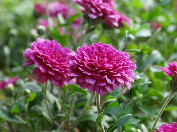 Foto: Marta Falabrino