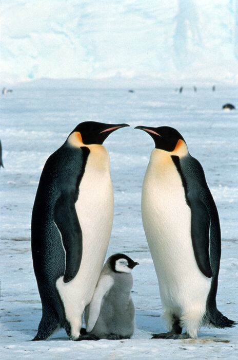 Foto: Fritz Poelking / WWF