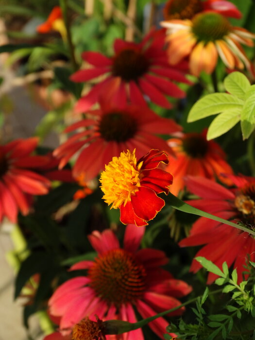 Foto: Marta Falabrino