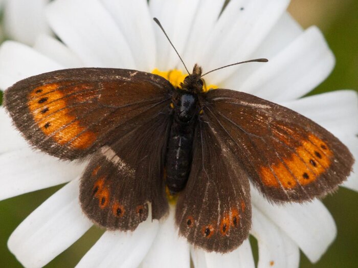 Foto: Andrea Battisti