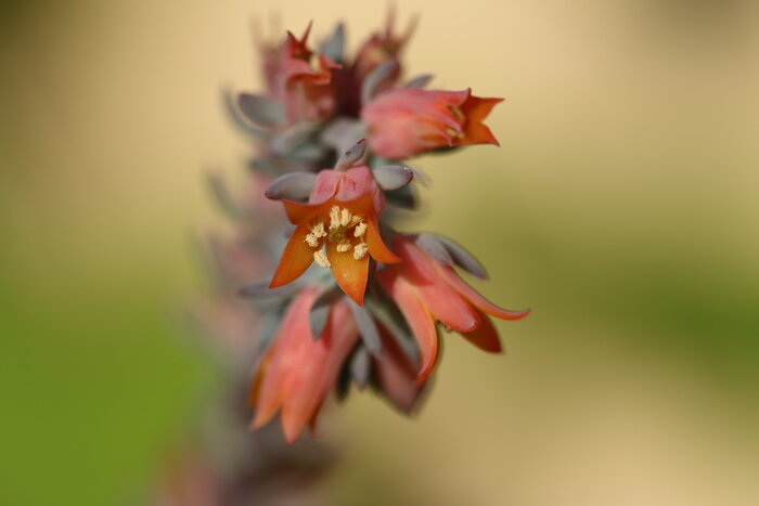 Foto: Cecilia Waldvogel