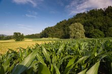 foto Yannick Andrea/WWF