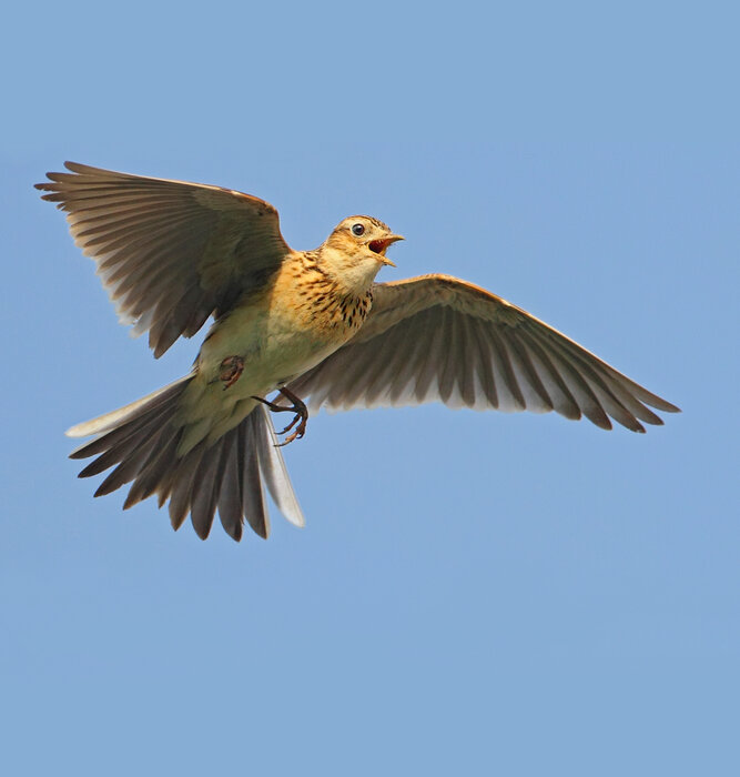 Foto Ruedi Aeschlimann