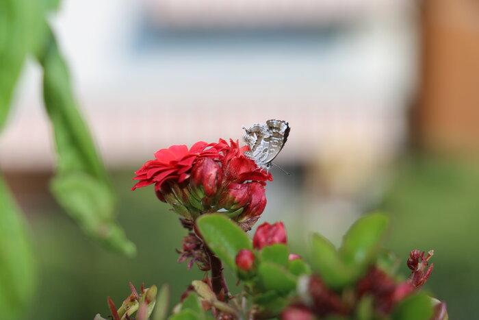 Foto: Cecilia Waldvogel