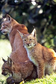 © David Lawson / WWF-UK